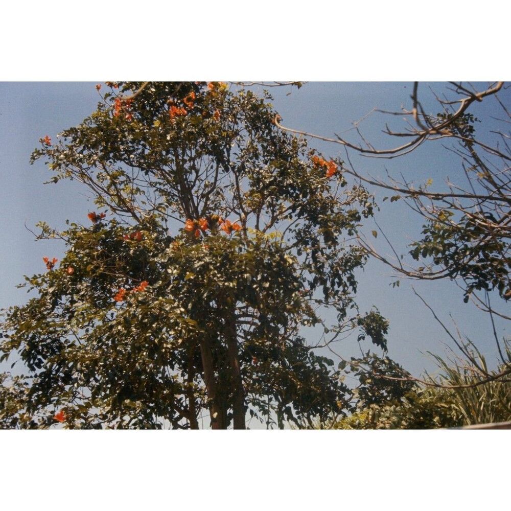 1960s Kodak 35mm Slide Hawaii Travels, African Tulip Tree #2  (5)